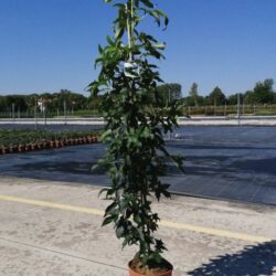 liquidambar styraciflua slender silhouette 2 3