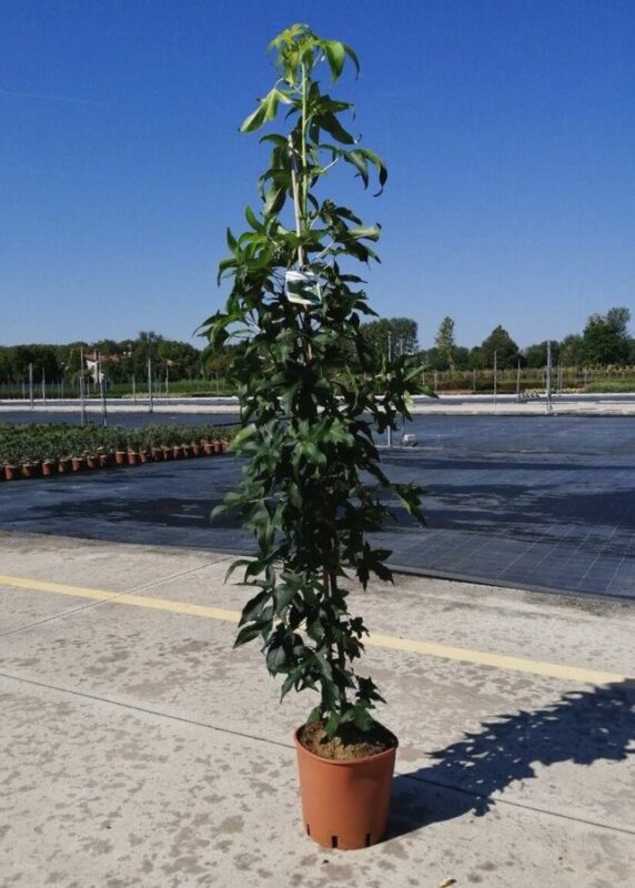liquidambar styraciflua slender silhouette 2 3