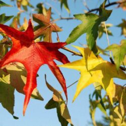 liquidambar styraciflua slender silhouette 5