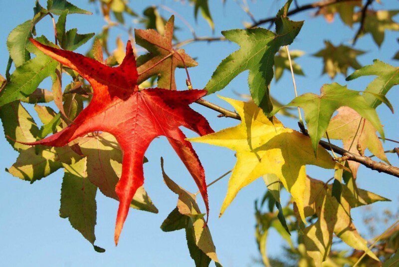 liquidambar styraciflua slender silhouette 5