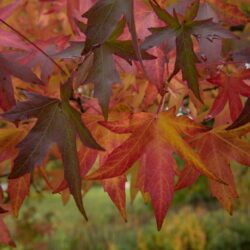 liquidambar styraciflua worplesdon 1
