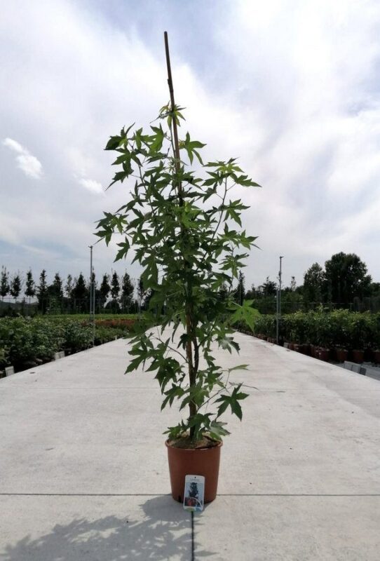 liquidambar styraciflua worplesdon