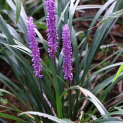 liriope muscari big blue 1