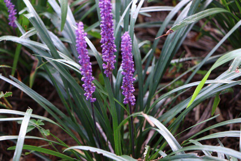 liriope muscari big blue 1 liriope muscari big blue 1