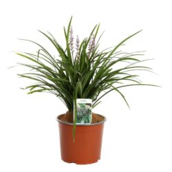 liriope muscari big blue