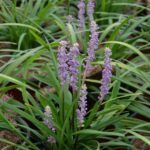 liriope muscari blue majestic 1
