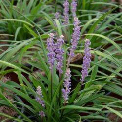 liriope muscari blue majestic 1