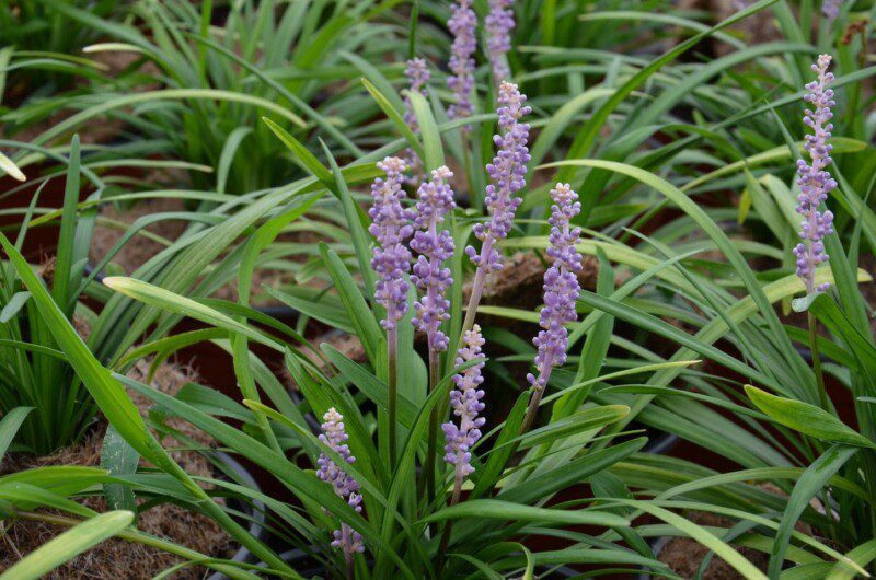 liriope muscari blue majestic 1 liriope muscari blue majestic 1