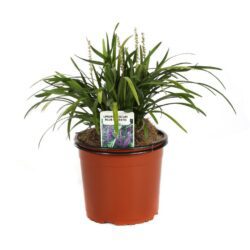 liriope muscari blue majestic