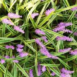 liriope muscari gold banded 1