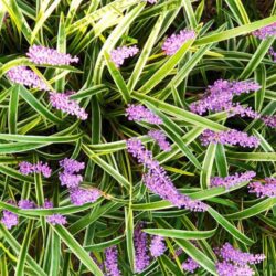 liriope muscari gold banded 1
