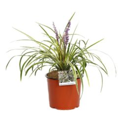 liriope muscari gold banded