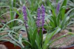 liriope muscari royal purple 1