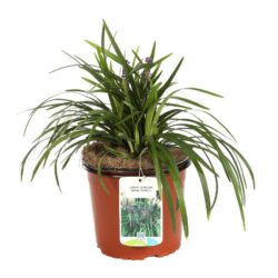 liriope muscari royal purple