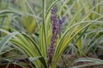 liriope muscari variegata 1