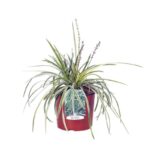 liriope muscari variegata