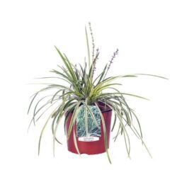 liriope muscari variegata