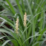 liriope muscari white 1