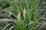 liriope muscari white 1