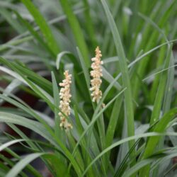 liriope muscari white 1