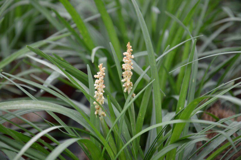 liriope muscari white 1 liriope muscari white 1