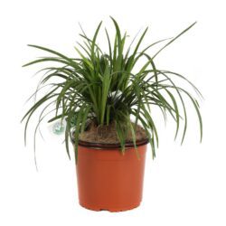 liriope muscari white