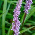 liriope muscari wild form 1