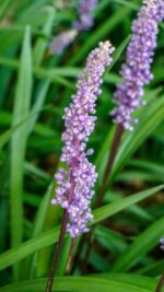 liriope muscari wild form 1