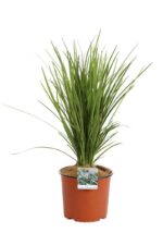 liriope muscari wild form