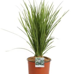 liriope muscari wild form