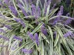 liriope spicata silver dragon variegato 1