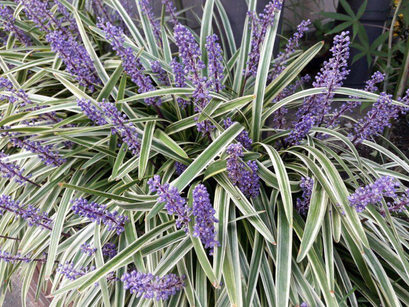liriope spicata silver dragon variegato 1 liriope spicata silver dragon variegato 1