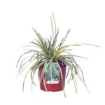 liriope spicata silver dragon variegato
