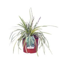 liriope spicata silver dragon variegato