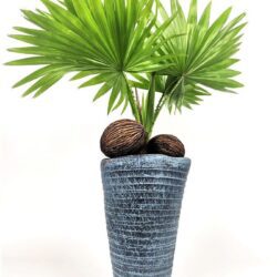 livistona rotundifolia