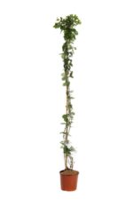 lonicera browni dropmore scarlet 1