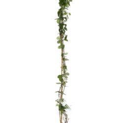 lonicera browni dropmore scarlet 1