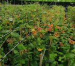 lonicera browni dropmore scarlet