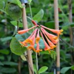 lonicera browni dropmore scarlet 2