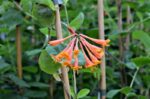 lonicera browni dropmore scarlet 2