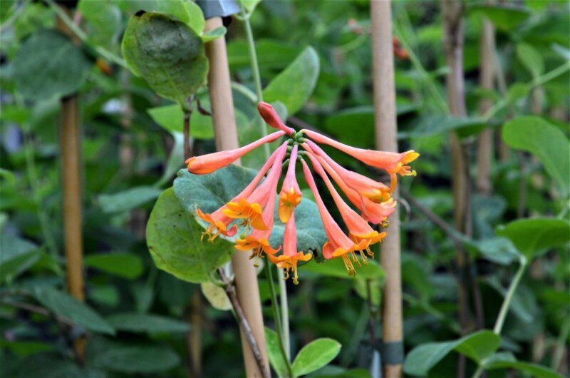 lonicera browni dropmore scarlet 2 lonicera browni dropmore scarlet 2