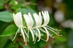 lonicera caprifolium 1
