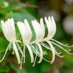 lonicera caprifolium 1