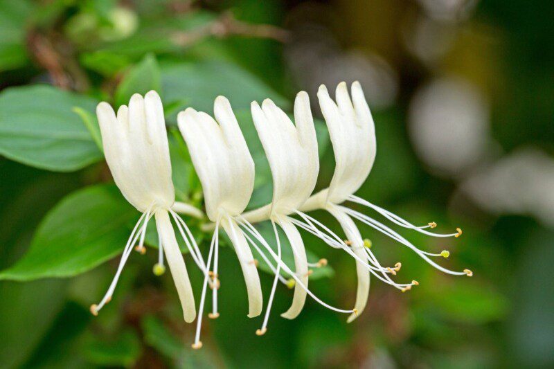 lonicera caprifolium 1 lonicera caprifolium 1