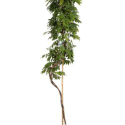 lonicera caprifolium