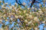 lonicera fragrantissima