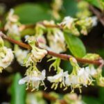 lonicera fragrantissima 2