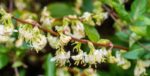 lonicera fragrantissima 2