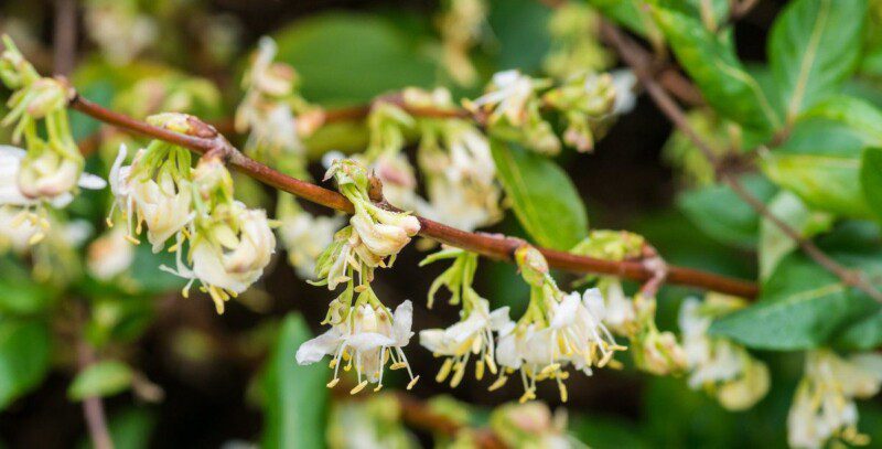 lonicera fragrantissima 2 lonicera fragrantissima 2
