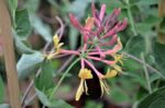 lonicera heckrotti gold flame 1